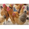 生意网首推武汉农村散养土鸡蛋低于市场价出售可送货
