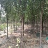 郑州苗圃现低价处理绿化树:西府海棠、金叶复叶槭、国槐、桑树