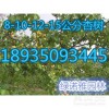 杏树产地报价=10公分-12公分-15公分-20公分杏树价格