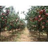 今年6公分7公分8公分9公分10公分12公分苹果树啥价格